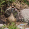 Serengeti NP